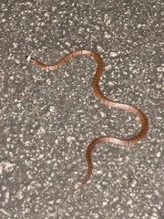 Sinomicrurus annularis