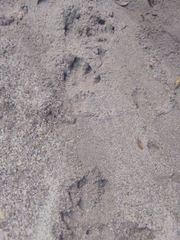 Tapirus terrestris