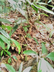 Dipsas palmeri