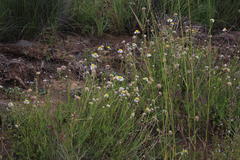 Lasiospermum bipinnatum