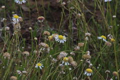 Lasiospermum bipinnatum