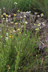 Lasiospermum bipinnatum