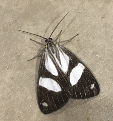 Pikroprion sullivani