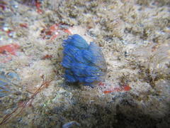 Virididentula dentata