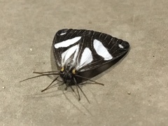 Pikroprion sullivani