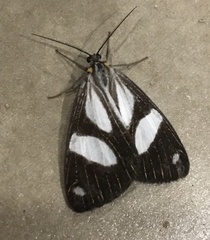 Pikroprion sullivani