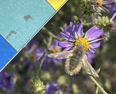 Anastoechus barbatus