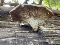 Cerioporus squamosus