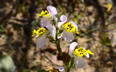 Disa flexuosa
