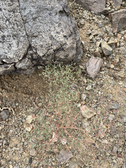 Euphorbia gracillima