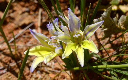 Babiana vanzijliae L.Bolus