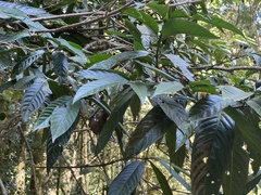 Oxyanthus speciosus