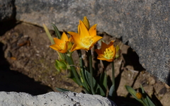Ornithogalum maculatum