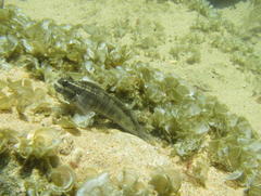Istiblennius edentulus