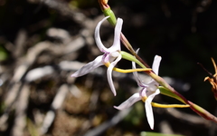Disa biflora