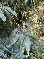 Oxyanthus speciosus