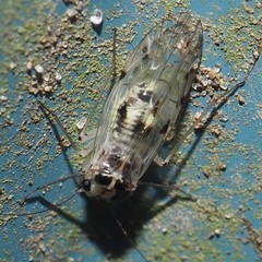 Psocus leidyi