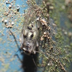Psocus leidyi