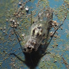 Psocus leidyi