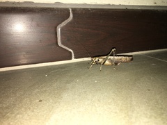 Eppia truncatipennis