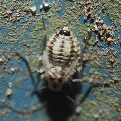 Psocus leidyi