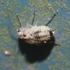 Psocus leidyi