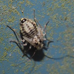Psocus leidyi