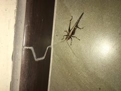 Eppia truncatipennis