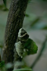 Heraclides cresphontes
