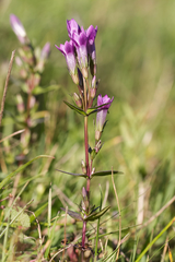 Gentianella praecox
