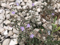 Limonium cancellatum