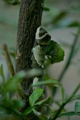Heraclides cresphontes