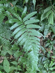 Microlepia marginata bipinnata