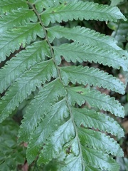 Microlepia marginata bipinnata