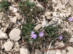 Limonium cancellatum