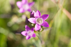 Gentianella praecox
