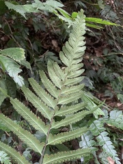 Microlepia marginata bipinnata