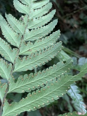 Microlepia marginata bipinnata