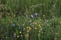 Cichorium intybus intybus