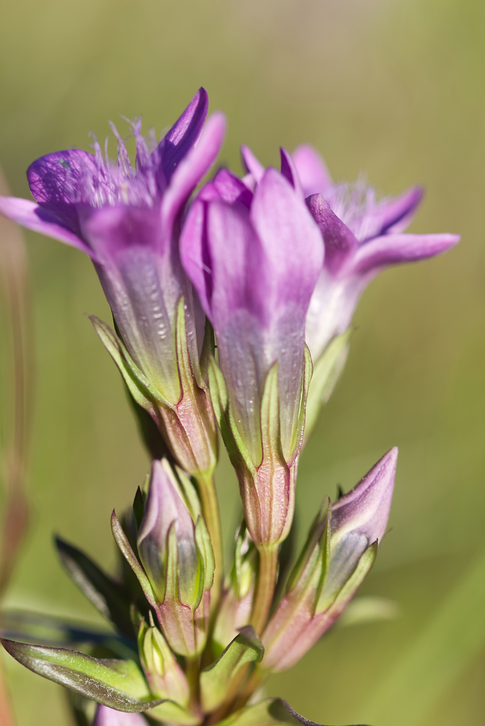 Gentianella praecox