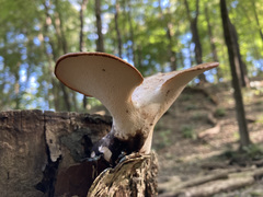 Cerioporus squamosus