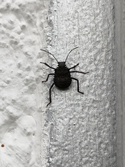 Halyomorpha halys