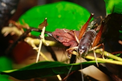 Ingerophrynus quadriporcatus