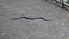 Stegonotus australis