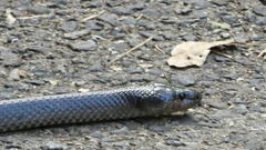 Stegonotus australis