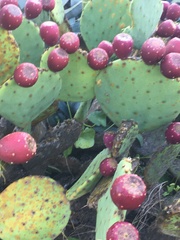 Opuntia tunoidea