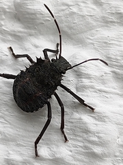 Halyomorpha halys