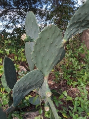 Opuntia tunoidea
