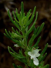 Teucrium trifidum
