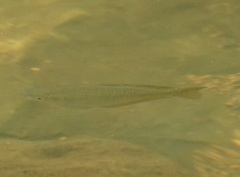 Melanotaenia splendida splendida